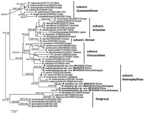 Phylogram Generated From Maximum Likelihood ML Method Based On RDNA