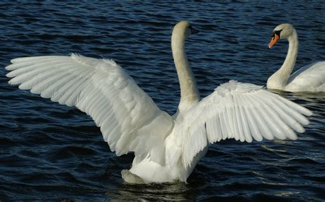 Swan Wings Swan Wings Swan Wallpaper Swan