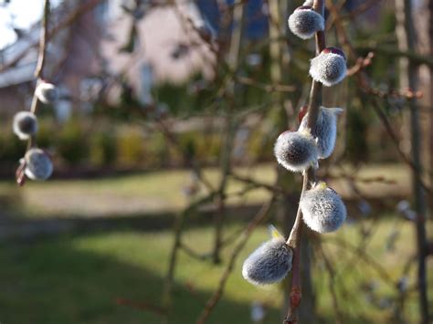 Pussy Willow Catkin Spring Free Photo On Pixabay Pixabay