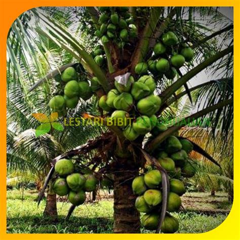 Jual Bibit Tanaman Kelapa Kopyor Genjah Shopee Indonesia