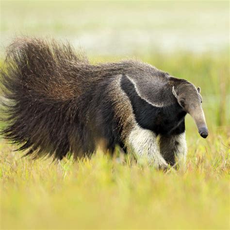 14 Educative Facts About Anteaters Factopolis