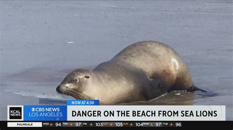 Orange County Beachgoers Warned Of Aggressive Sea Lion Behavior YouTube