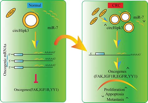 BIOCELL Free Full Text LncRNAs Unraveling Their Sponge Role In