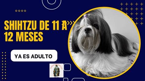 Gu A Completa Para Cuidar De Un Shih Tzu Adulto Actualizado Enero