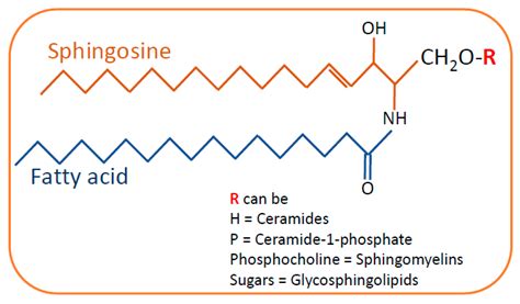 Implications Of Sphingolipid Metabolites In Kidney Diseases