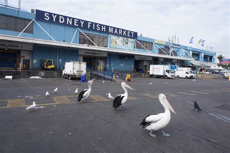 Sydney Fish Market behind the scenes | Washoku Lovers