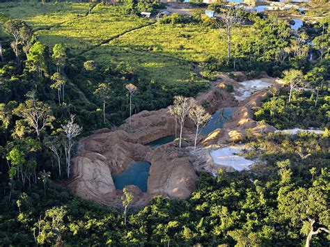 Das Giftige Gold Des Amazonas