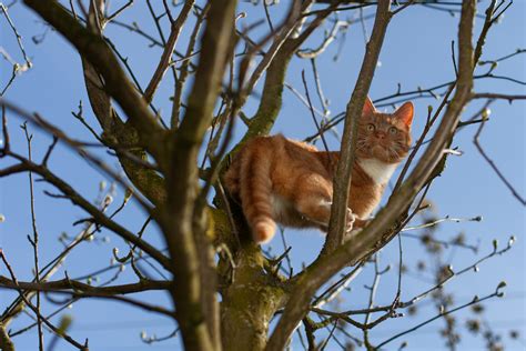 Firefighters Attempt To Rescue Cat Stuck In Tree Backfires Had One Job Newsweek