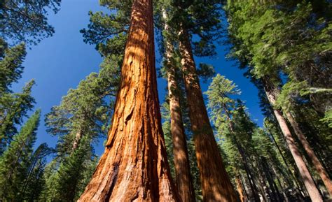 Wildfire nears famed giant sequoia grove in Yosemite – The Hill