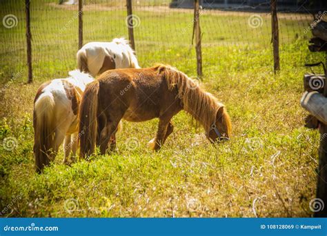 Cute Miniature Horse or Pony in the Farm. Cute Little Pony Stock Image - Image of farmland ...