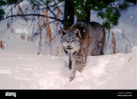 Bobcat, Lynx rufus Stock Photo - Alamy