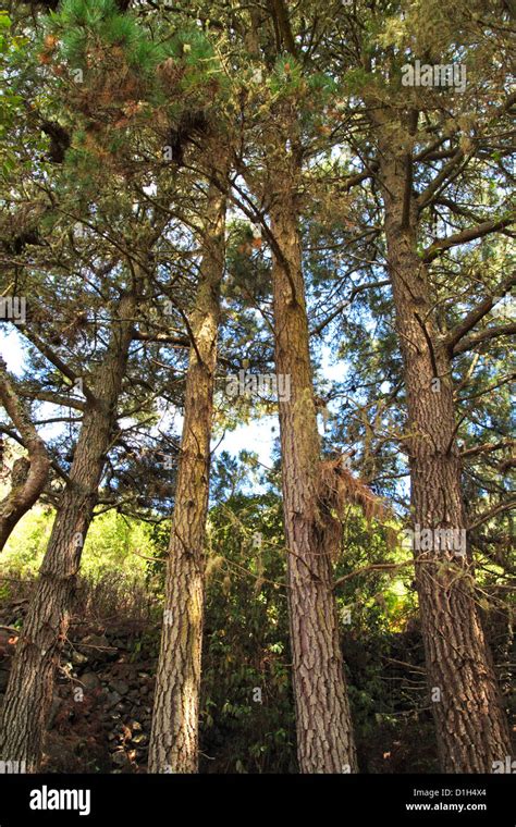 green vegetation   forest stock photo alamy