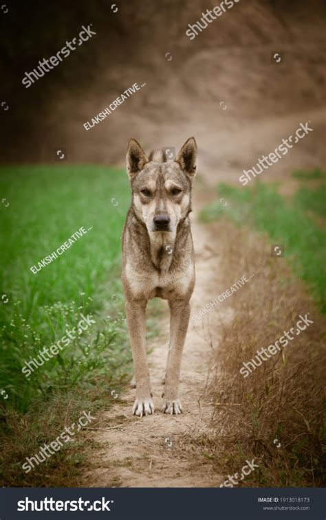 933 Indian Stray Dogs Cute Images Stock Photos And Vectors Shutterstock