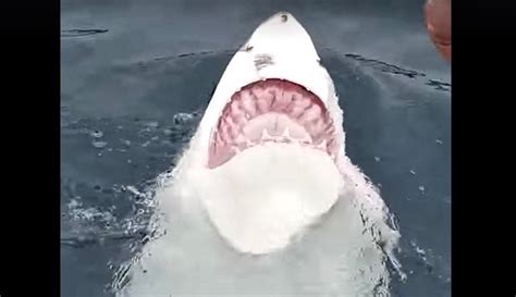 Great White Shark Swims Upside Down In Rare Encounter Australia