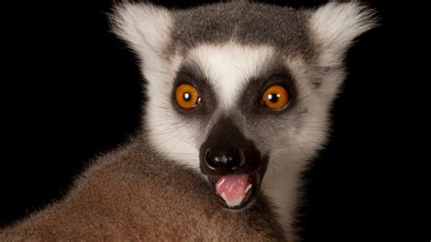 Ring-Tailed Lemur | National Geographic