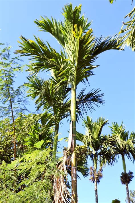 Betel Nut And Tree Stock Image Image Of Bunch Areca 126981921