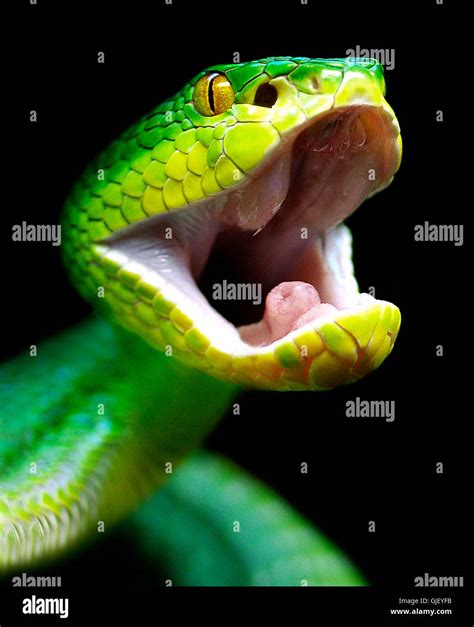 snakes poisonous snake poisonous snakes Stock Photo - Alamy