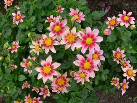 Dahlia Daisy In The Dahlias Database