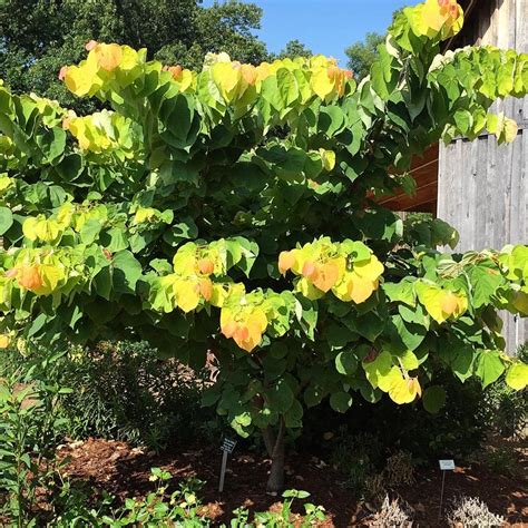 5 Gal Rising Sun Pink Flowering Deciduous Redbud Tree Redsun05g The