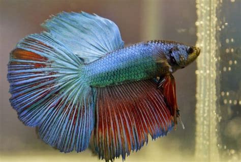 Peixe Betta Como Criar - Como criar peixe betta: entenda seu comportamento | Petz