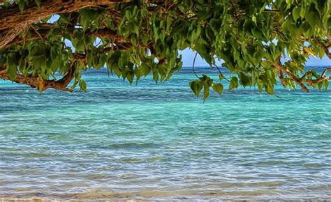 Images Gratuites mer côte arbre eau la nature Roche croissance