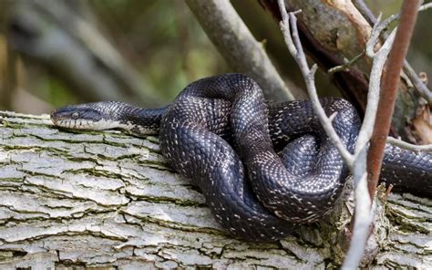 Black Snake With White Stripes Solving The Mystery Reptile Jam