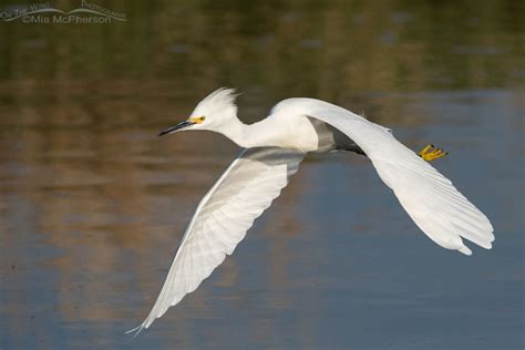 Snowy Egret Chasing Off An Intruder Mia Mcphersons On The Wing