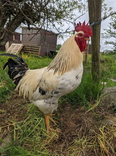 Buff Brahma Rooster Artofit