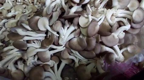 Iqf Freezing Process Diced Frozen Shiitake Mushroom High Quality Bulk