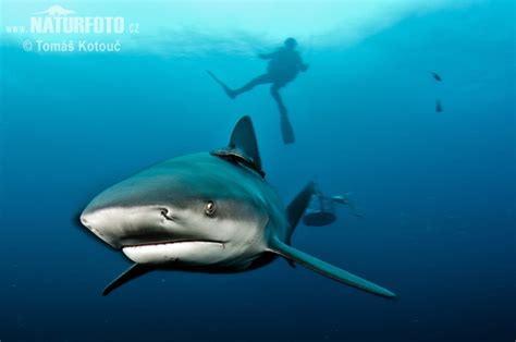 Bull Shark Photos Bull Shark Images Nature Wildlife Pictures