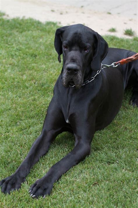 deutsche dogge hunde infode