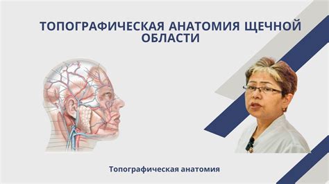 Топографическая анатомия щечной области - YouTube
