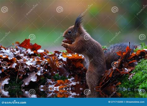 Eurasian Red Squirrel in the Forest in the South of the Netherlands ...