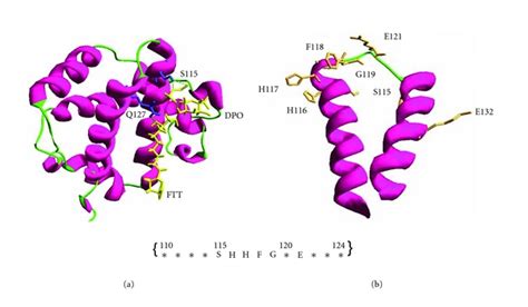 Hemoglobin β Hb β Subunit Docked With Lps Few Amino Acids In Between Download Scientific