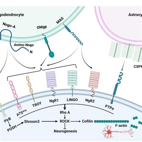 FIGURE E Axon Guidance Cues And Their Receptors The Growth Cones At