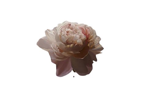 Aesthetic Flower Art Png Transparent Image Png Mart