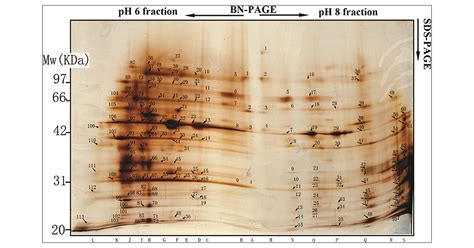Proteomic Screen for Multiprotein Complexes in Synaptic Plasma Membrane ... 