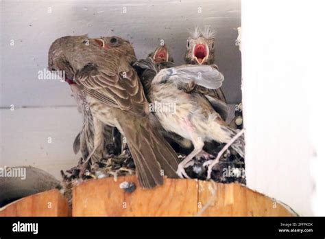 Nestling House Finches Stock Photo Alamy