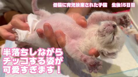 半落ちしながらチッコするのが可愛すぎる件 母猫に育児放棄された子猫 生後15日目 2024 04 16 1 Youtube