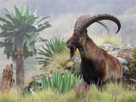 Top 10 Wildlife In Ethiopia To (Hopefully) See