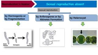 Nostoc thallus , structure and reproduction | PPT