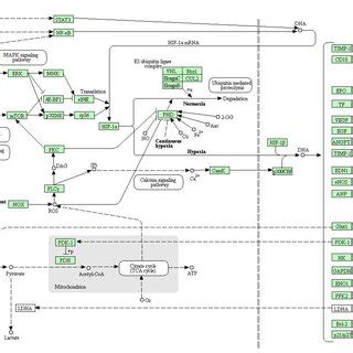 ：Focal adhesion pathway (A) and HIF-1 signaling pathway (B) altered in ... 