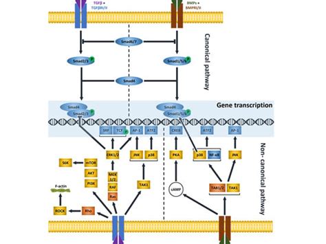 Cells Free Full Text The Interactivity Between Tgfβ And Bmp