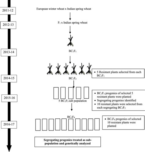 Pictorial Representation Of Backcross Population Development Download Scientific Diagram