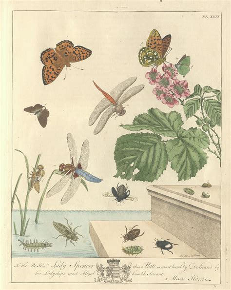 Butterflies And Moths 4 By Natural History Museum London Science