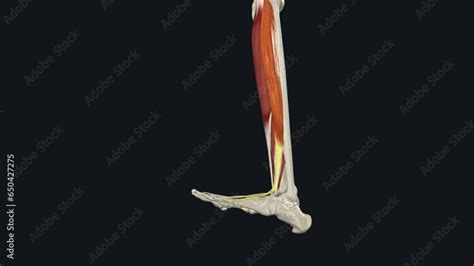 Extensor Digitorum Longus Edl Muscle Is A Feather Like Muscle Of The