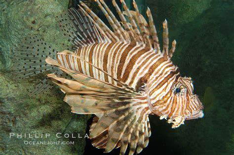 Lionfish Pterois Volitans Photo 08863