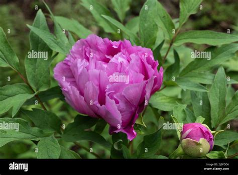 Paeonia Suffruticosa Andrews Hi Res Stock Photography And Images Alamy