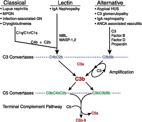 C D At Crossroads Between Post Infectious Glomerulonephritis And C Gl