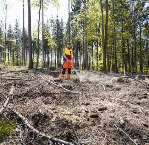 Nabu Warnt Vor Waldsch Den Durch Trockenheit Welt